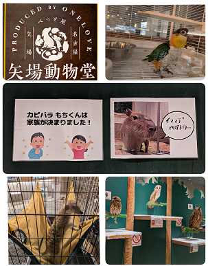 動物