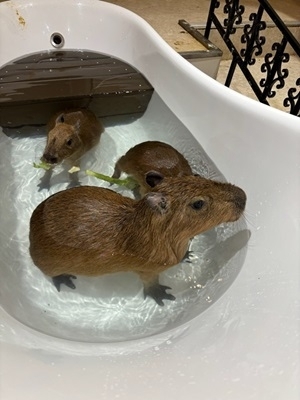 カピバラ