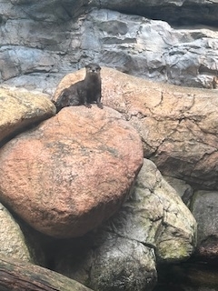 カワウソ
