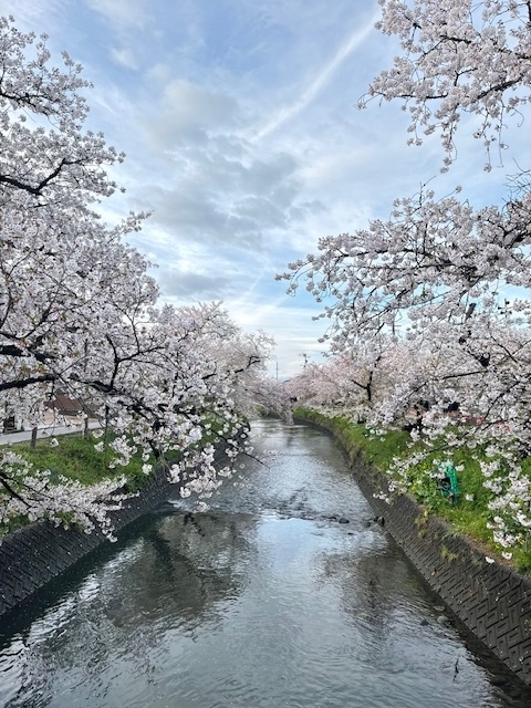 桜