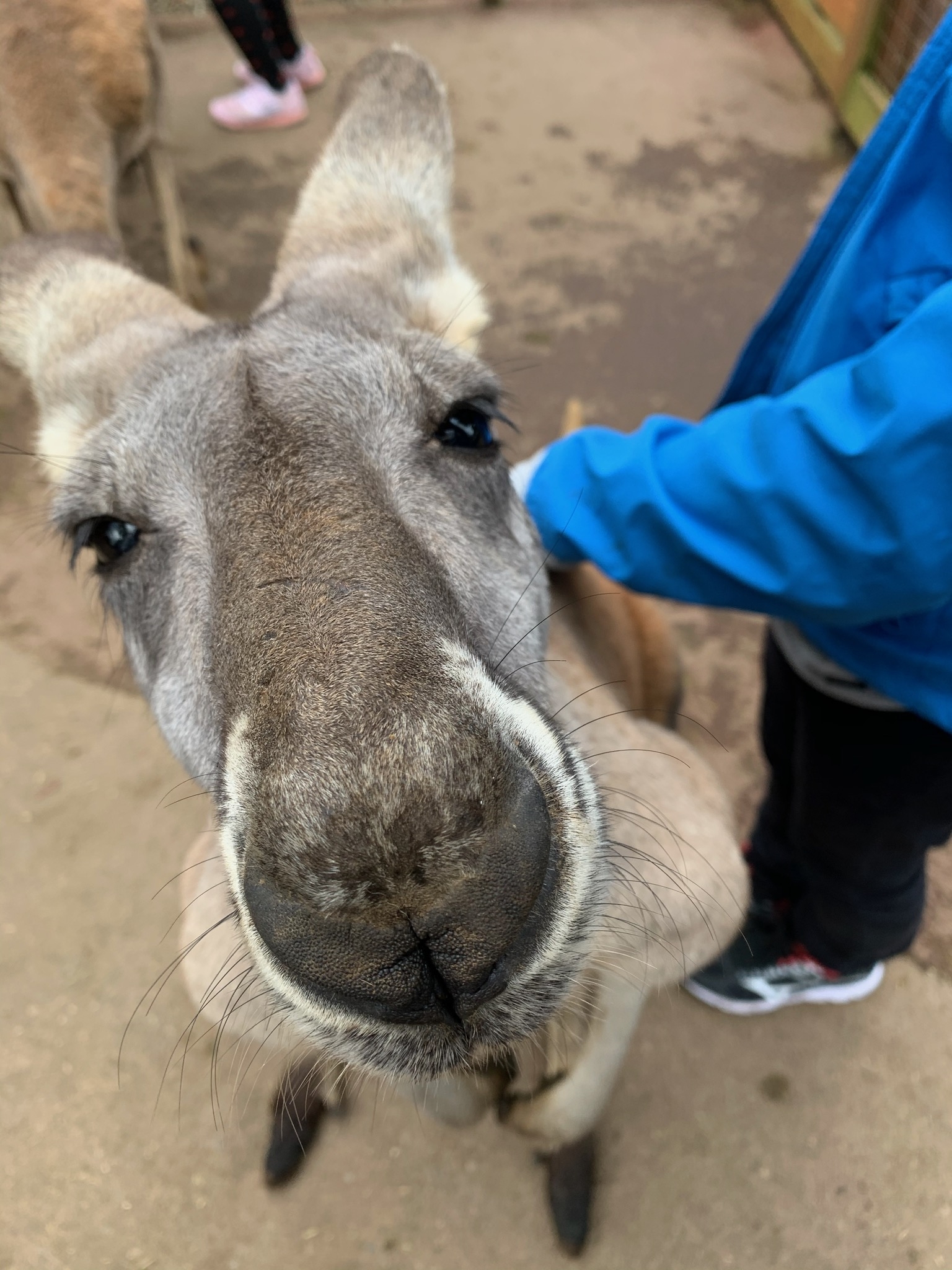 カンガルー